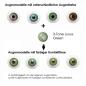 Preview: Farbige Kontaktlinsen LIEBEVUE 3-Tone Luxus Green Effekt auf 4 verschiedenen Augenfarben